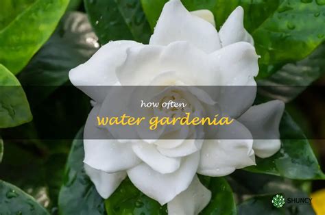 custom gardenia jasminoides moisture meter review|how often to water a gardenia.